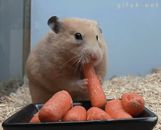 25 Funny And Silly Animal Gifs