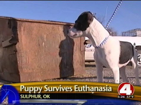 Beating all the odds-This feel good story about a stray puppy in Oklahoma that had been euthanized twice by an animal shelter, then put in a dumpster declared dead,  there was hundreds of requests to adopt this young canine miracle.