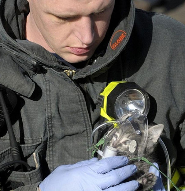 A firefighter administering Oxygen to a cat rescued from a house fire...