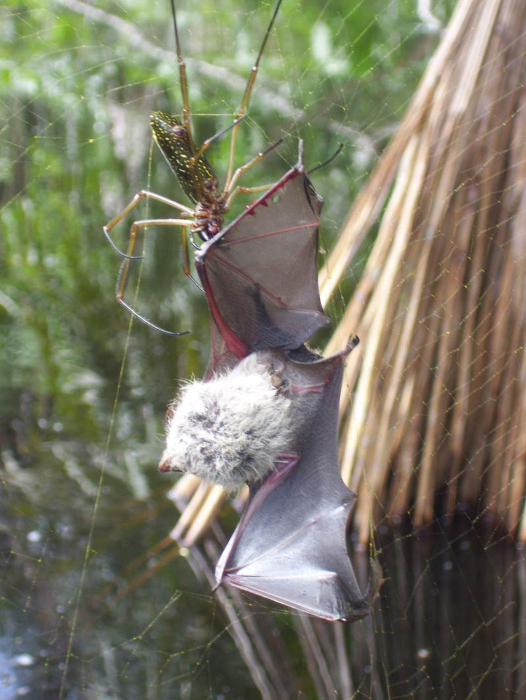 A Bat-Eating Spider.