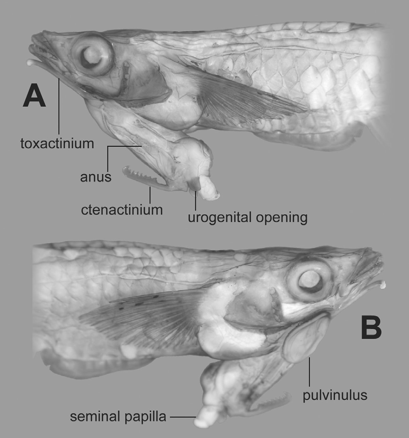 The ‘Penis Head’ Fish, Phallostethus Cuulong, has been discovered in Vietnam, it sports its sex organ on its chin.