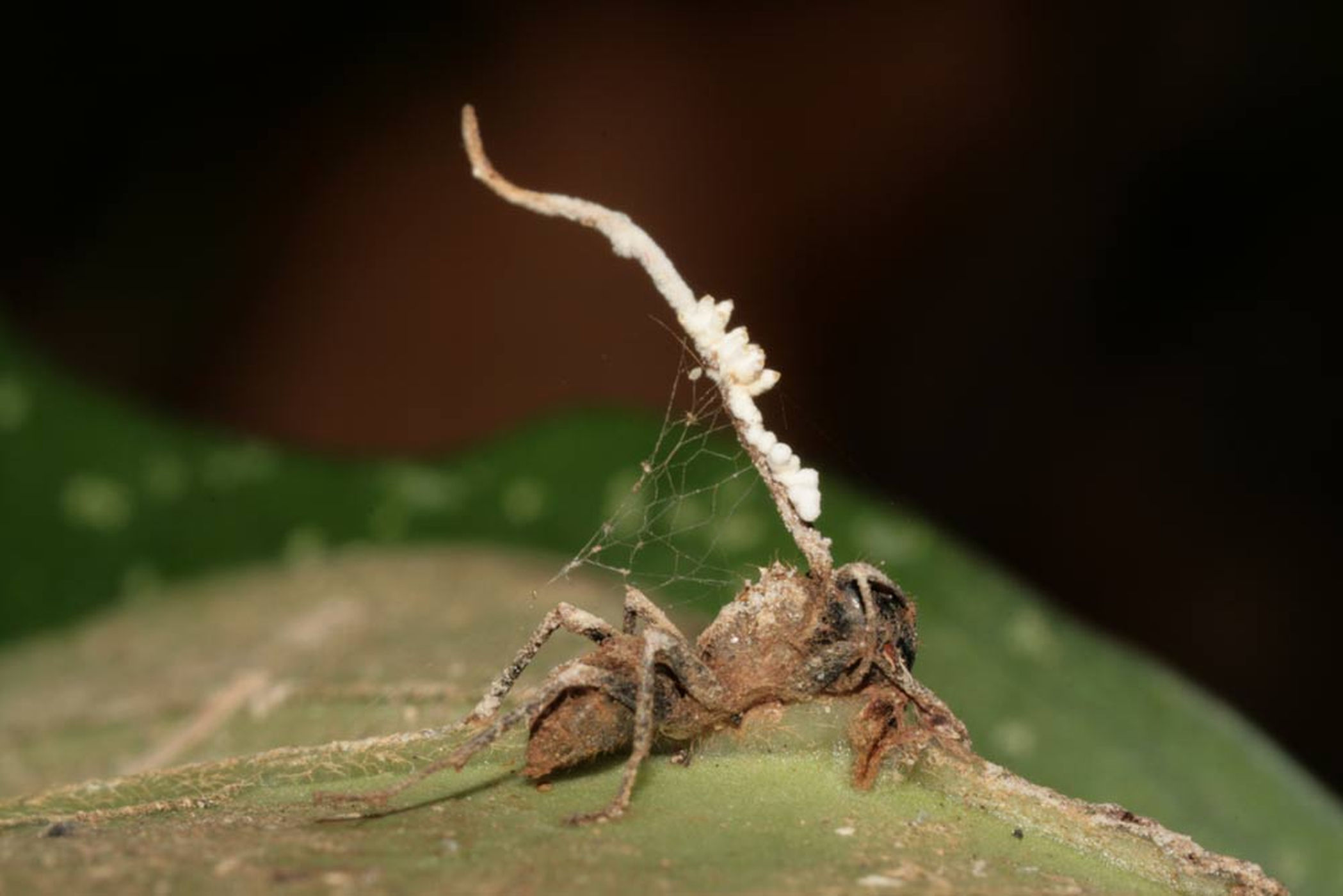Gruesome fungi turns ants into Zombies, forcing  them to do their bidding before killing them.