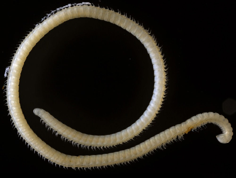 World's leggiest millipede has been discovered, it has 414 Legs and 4 Penises!
