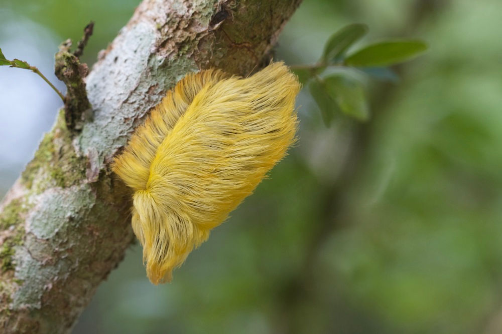Trumpapillar? This Caterpillar hairdo from the Amazon has a striking resemblance of President Donald Trump.