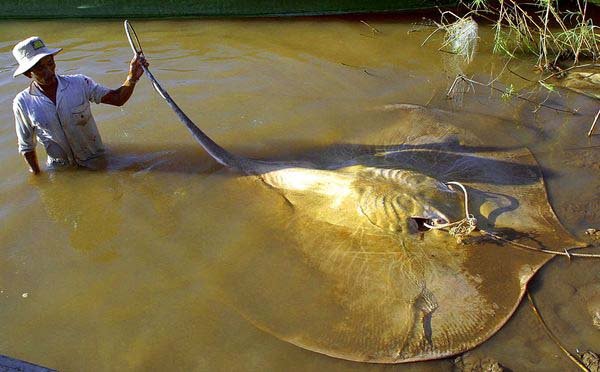 Giant freshwater stingray, these monsters can grow up to 1,300 lbs