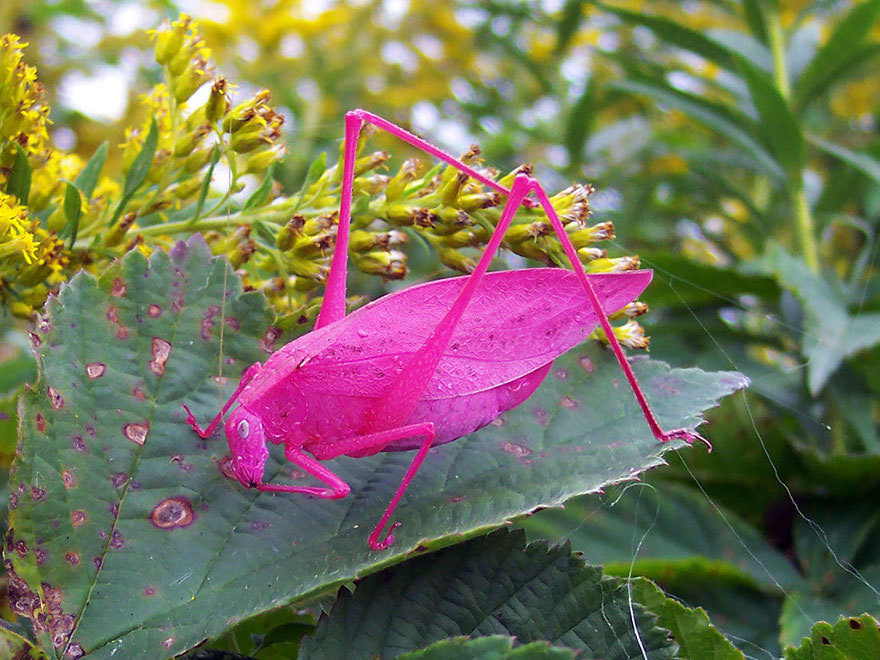 These are real pink bugs as a result of a genetic mutation.