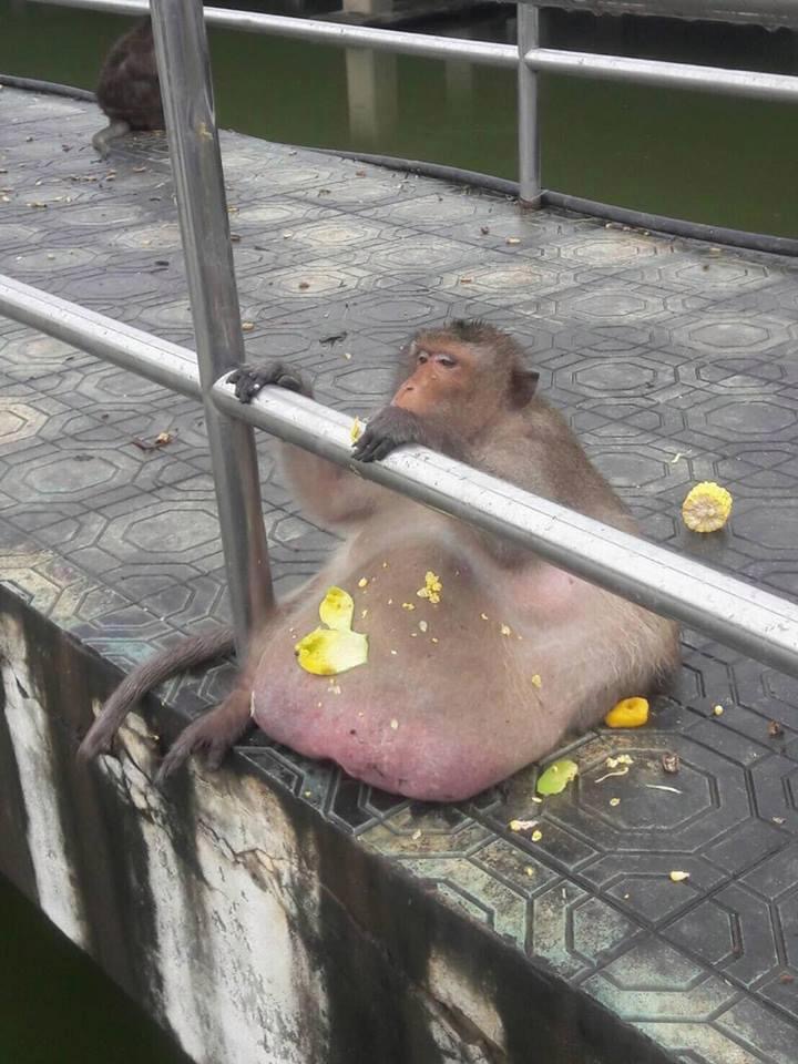 Obese monkey nicknamed 'Uncle Fatty'