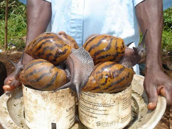 African giant snail: This giant snail is found in East Africa and can reach up to 8 inches in length