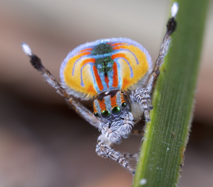 Maratus volans is a species in the jumping spider family (peacock spiders)