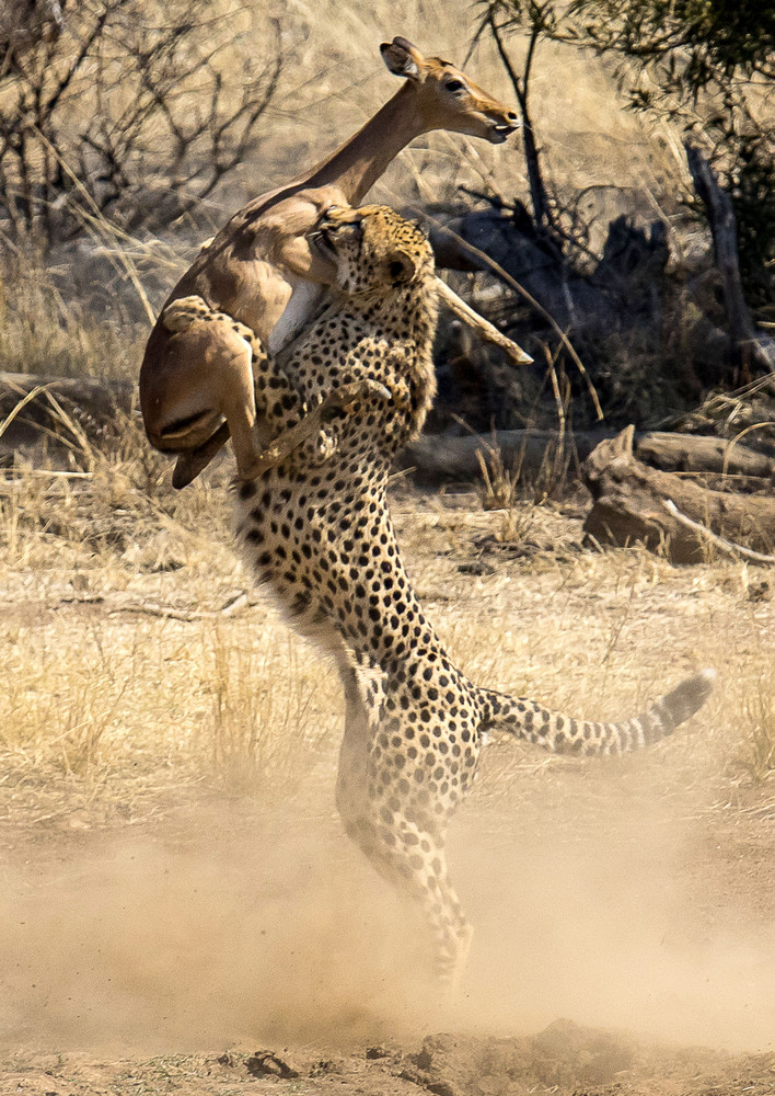 fascinating photos - cheetah catching -