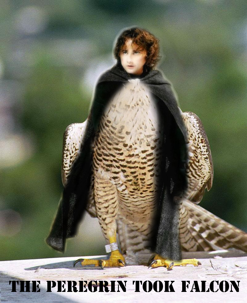 On a hike one day, I practically stumbled upon this rare find. Feast your eyes on this, THE PEREGRIN TOOK FALCON!!!