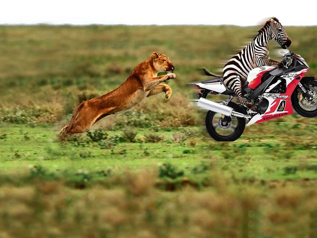 Zebra is to quick !