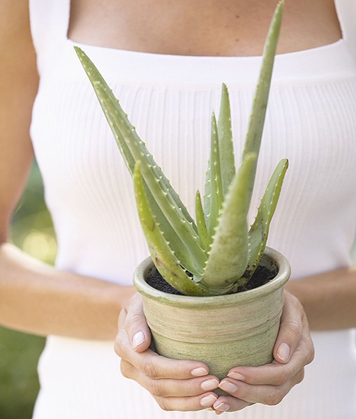 aloe vera plant is safe to eat