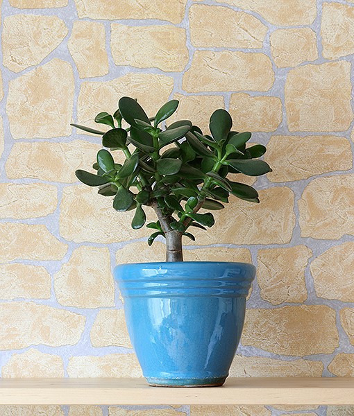 dwarf rubber plant