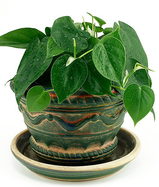 philodendron low light