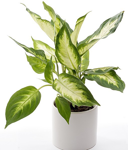 Dieffenbachia commonly known as dumb cane, tropic snow or exotica is toxic to dogs and cats. Dieffenbachia contains a chemical that is a poisonous deterrent to animals