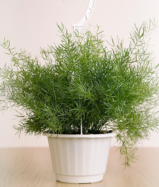 asparagus fern care