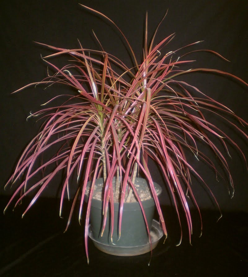 dracaena marginata colorama