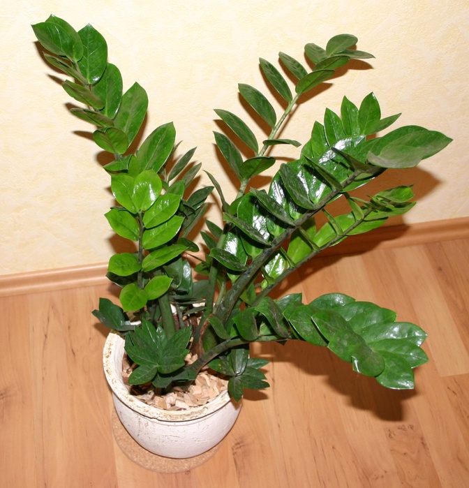 zamioculcas zamiifolia