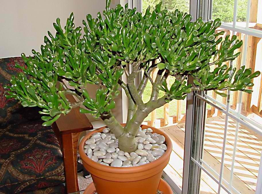 gollum jade plant - Sd