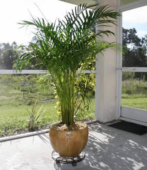 areca palm indoor