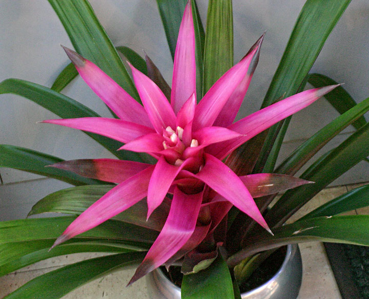 indoor plant with colorful leaves