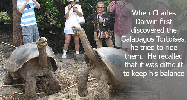 tourism in galapagos - When Charles Darwin first discovered the Galapagos Tortoises, he tried to ride them. He recalled that it was difficult to keep his balance