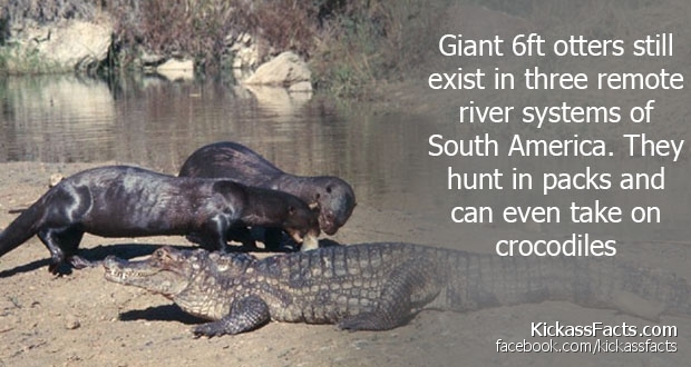 giant river otter scale - Giant 6ft otters still exist in three remote river systems of South America. They hunt in packs and can even take on crocodiles KickassFacts.com facebook.comkickassfacts