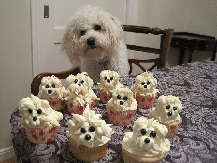 dog and cupcakes