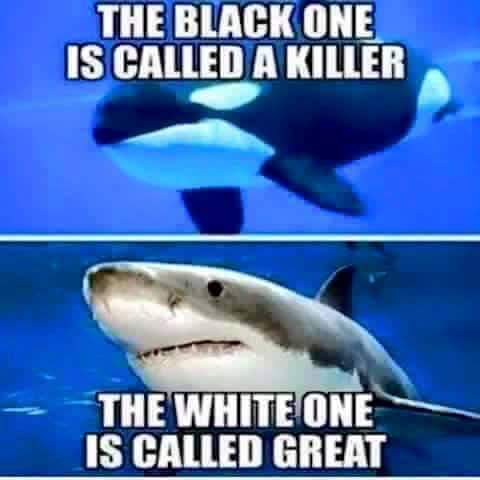 Tuesday meme about marine biology - The Black One Is Called A Killer The White One Is Called Great