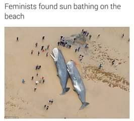 memes - beached sperm whales - Feminists found sun bathing on the beach