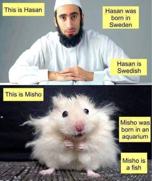 memes - hasan is swedish - This is Hasan Hasan was born in Sweden Hasan is Swedish This is Misho Misho was born in an aquarium Misho is a fish