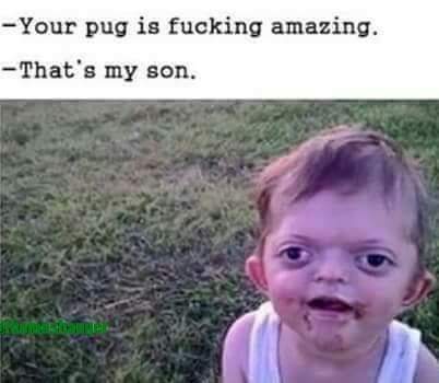 memes - your pug is amazing that's my son - Your pug is fucking amazing. That's my son.