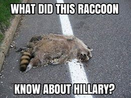 offensive meme did this know about hillary clinton - What Did This Raccoon Know About Hillary?