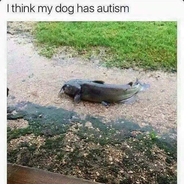 memes - think my dog has autism meme - I think my dog has autism