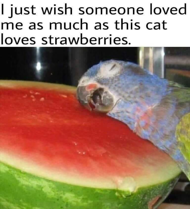 memes - bird watermelon - I just wish someone loved me as much as this cat loves strawberries.