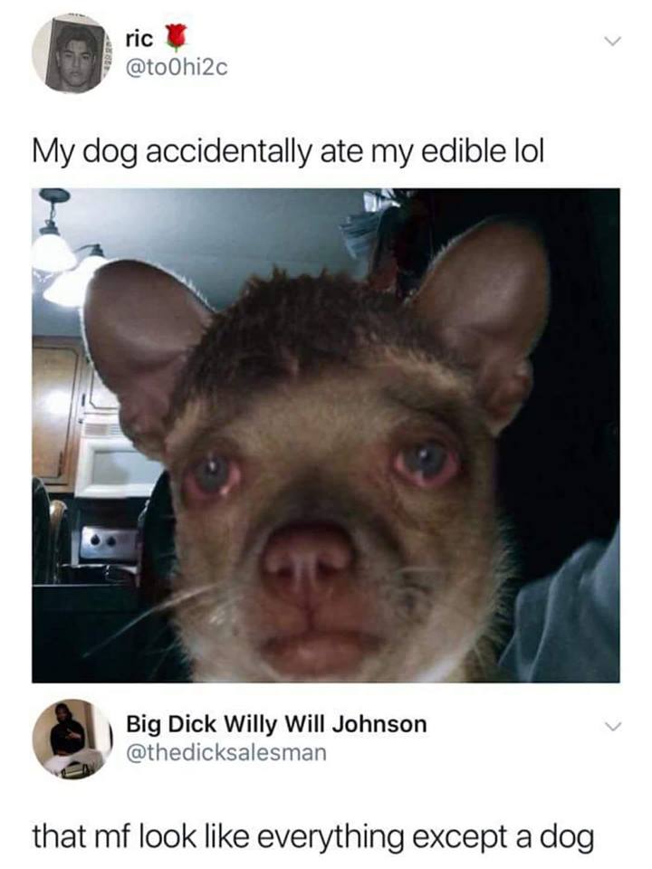 Tuesday Meme about an unusual looking dog eating drugs