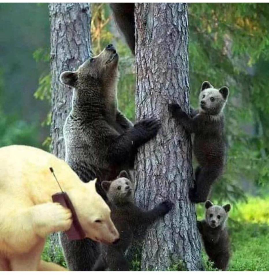 memes - black bear cub climbing tree