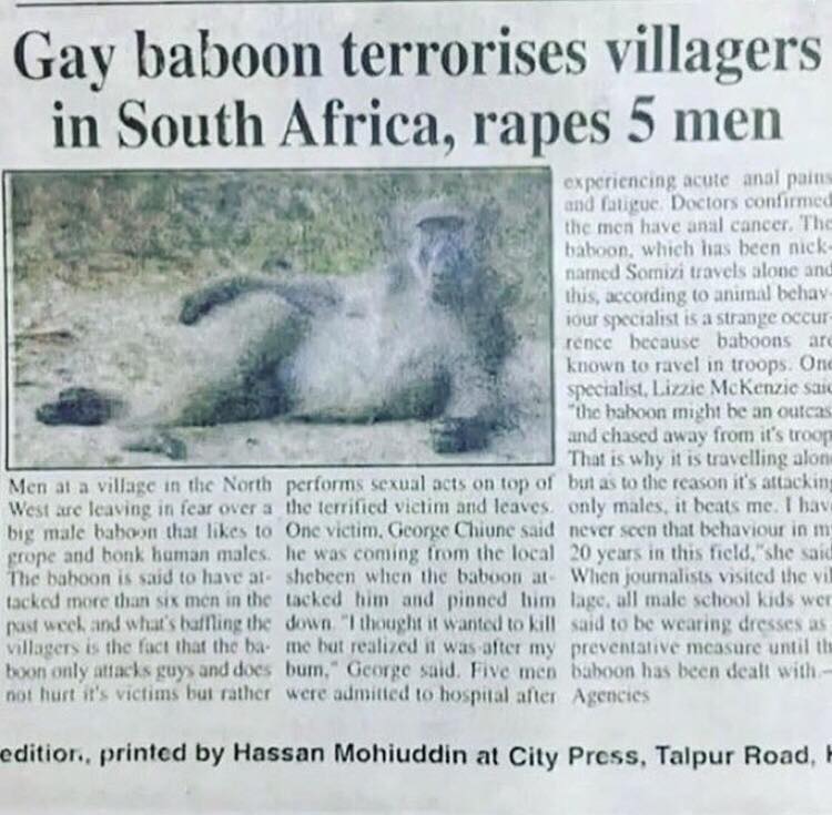 savage meme of a gay baboon terrorises villagers in south africa - Gay baboon terrorises villagers in South Africa, rapes 5 men experiencing acute anal paints and fatigue Doctors confirmed the men have anal cancer. The baboon, which has been nick named So