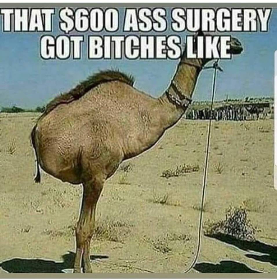 savage meme of a half a camel - That $600 Ass Surgery Got Bitches