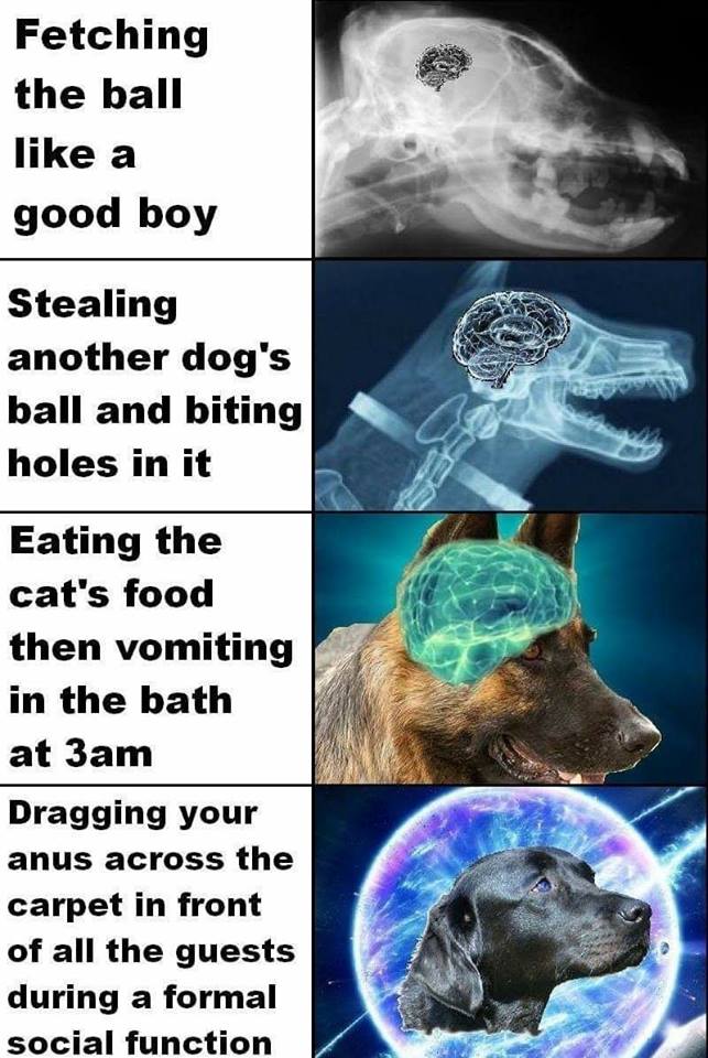 brain exploding meme - Fetching the ball a good boy Stealing another dog's ball and biting holes in it Eating the cat's food then vomiting in the bath at 3am Dragging your anus across the carpet in front of all the guests during a formal social function