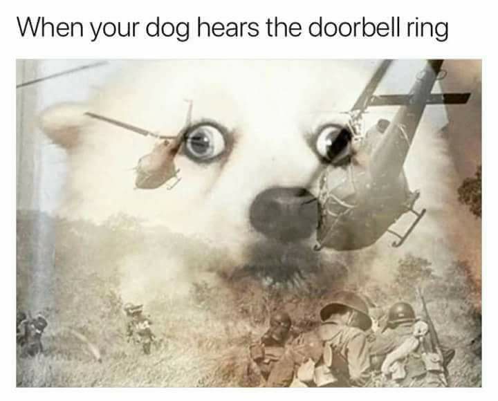 Savage meme my dog when the doorbell rings meme - When your dog hears the doorbell ring