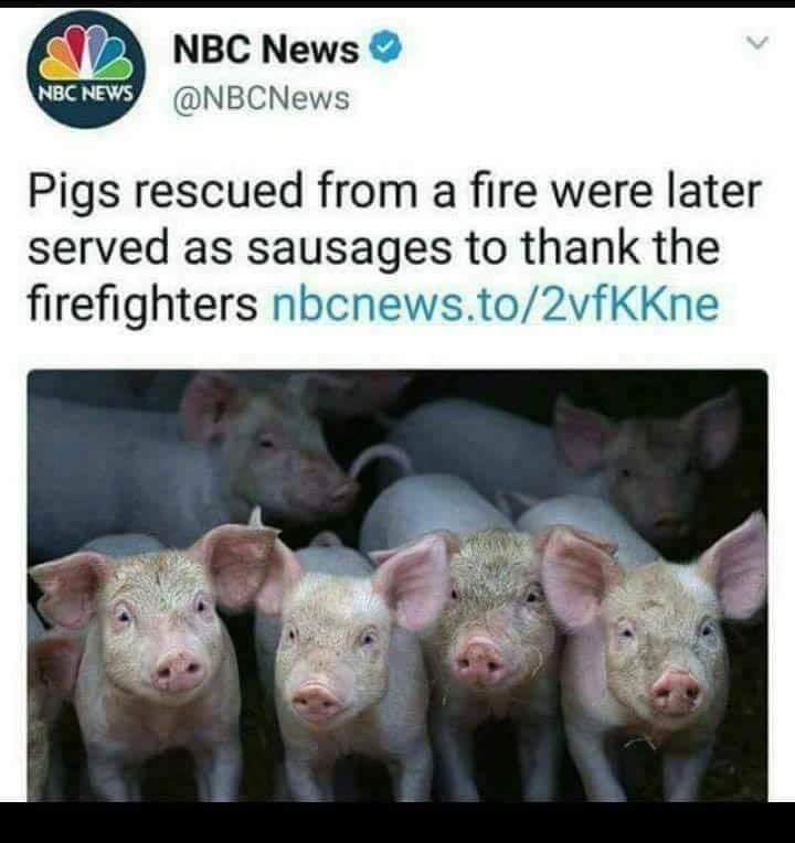 fortnite kids dances memes - Nbc News Nec News Nbc News Pigs rescued from a fire were later served as sausages to thank the firefighters nbcnews.to2vfKKne