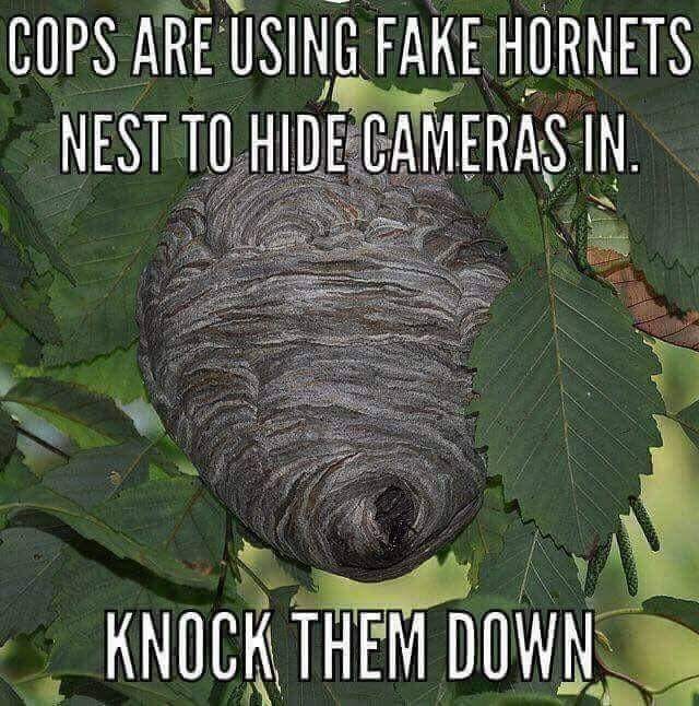 tuesday meme of white bald faced hornet - Cops Are Using Fake Hornets Nest To Hide Cameras In. Knock Them Down