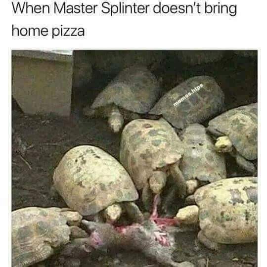 monday memes - master splinter doesn t bring pizza - When Master Splinter doesn't bring home pizza