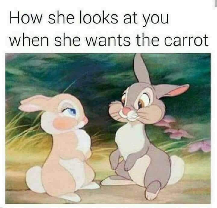 she looks at you when she wants - How she looks at you when she wants the carrot
