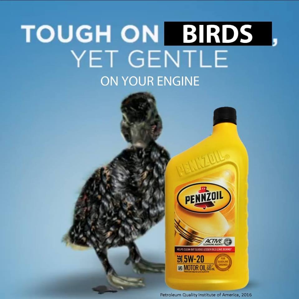 memes - pennzoil meme - Tough On Birds Yet Gentle On Your Engine Pennzoil Pennzoil Active Cleaning Agents Helps Clean Out Sludge Lesser Gilslegte Behind Catolini 5W20 Motor Oil Stal Petroleum Quality Institute of America, 2016