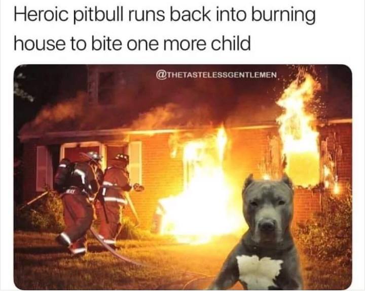 memes - brave pitbull bites child - Heroic pitbull runs back into burning house to bite one more child
