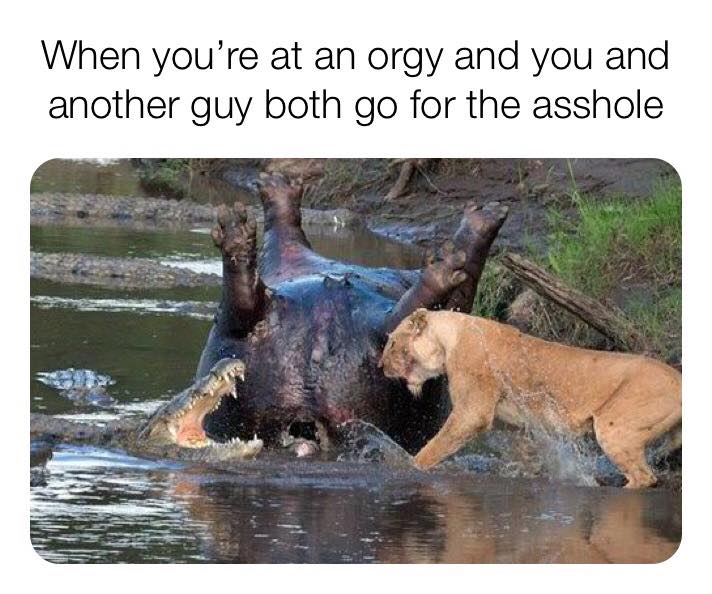 memes - When you're at an orgy and you and another guy both go for the asshole