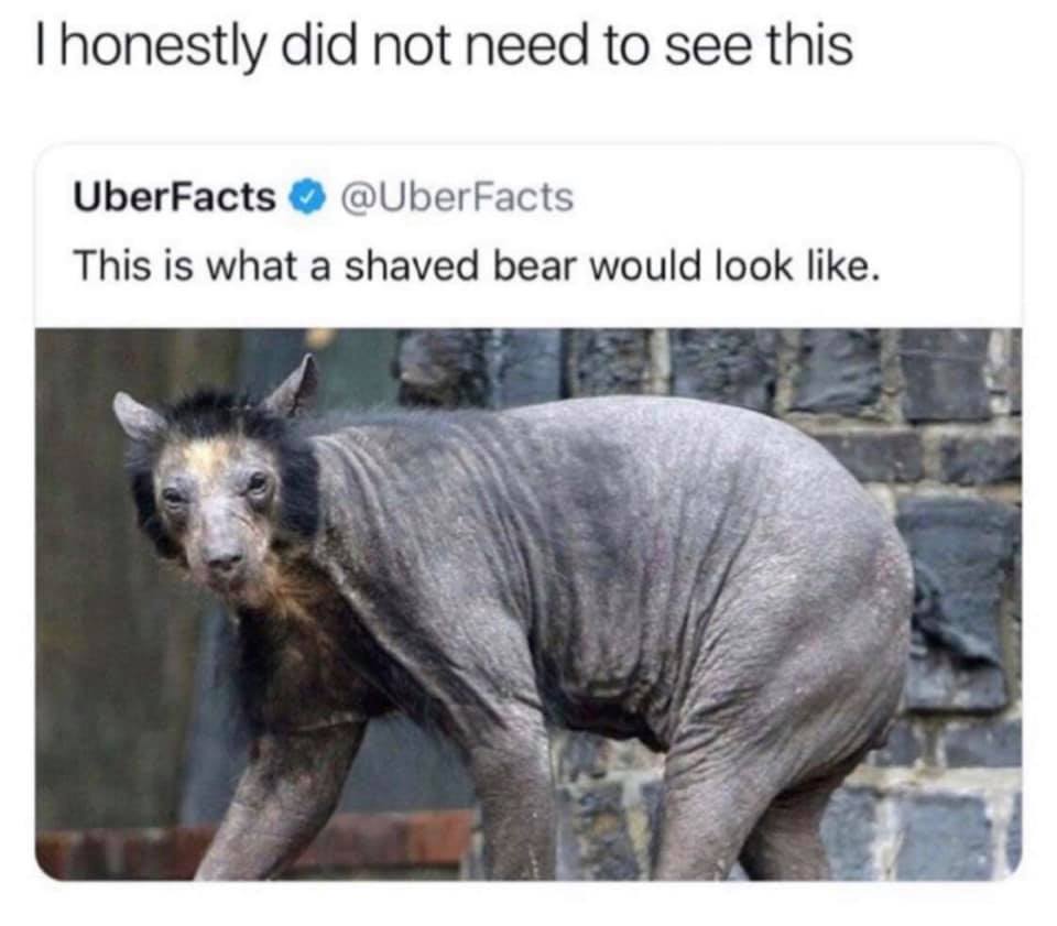 memes - hairless bear - Thonestly did not need to see this UberFacts This is what a shaved bear would look .